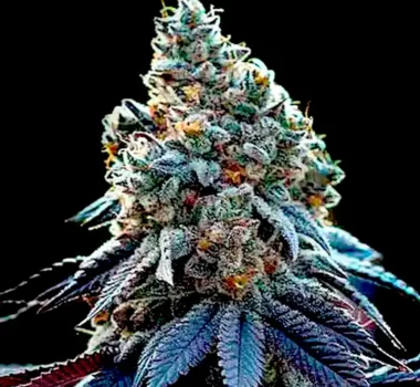 Ricky Bobby seeds strain