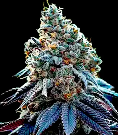 Ricky Bobby seeds strain