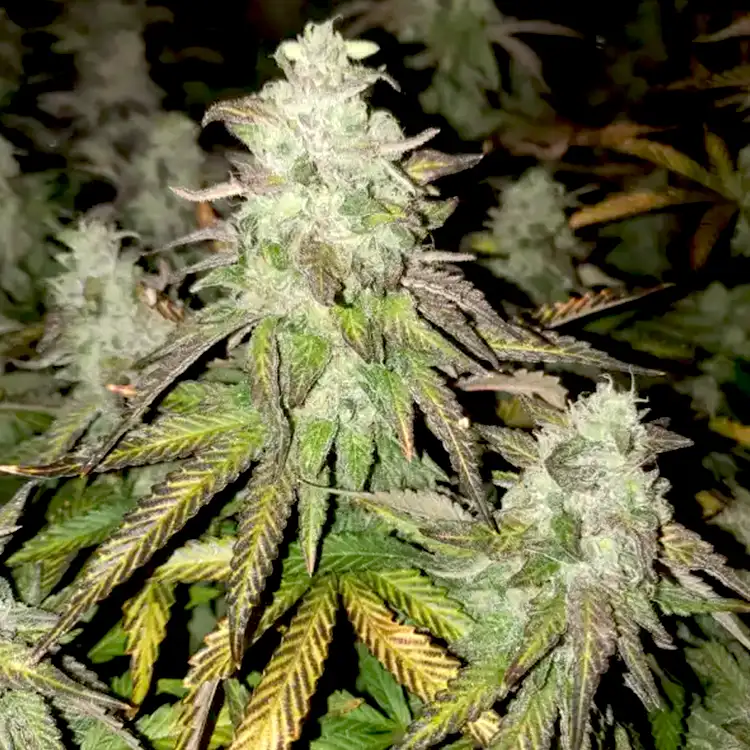 Ricky Bobby strain: feminized seeds