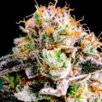 Thumbnail for Apricot Oreoz by Anesia Seeds 88 5 seeds - Gelato Seeds