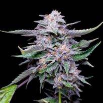 Image of Lemon Cherry Gelato Seeds 89 90 88 5 seeds - Gelato Seeds