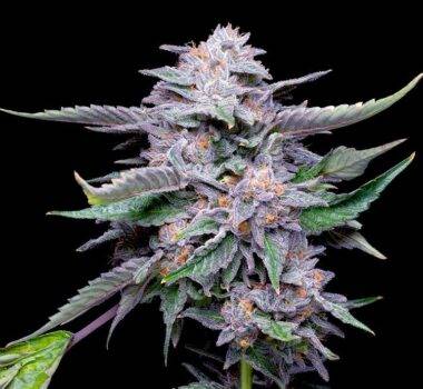 Image of Lemon Cherry Gelato Seeds 89 90 88 5 seeds - Gelato Seeds