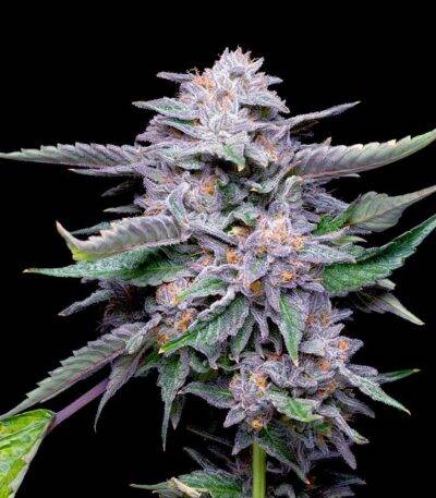 Image of Lemon Cherry Gelato Seeds 89 90 88 5 seeds - Gelato Seeds