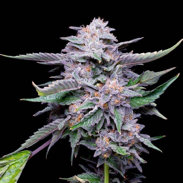 Lemon Cherry Gelato seeds | LCG strain Image of Lemon Cherry Gelato Seeds 89 90 88 5 seeds - Gelato Seeds