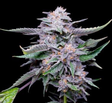 Lemon Cherry Gelato seeds for sale