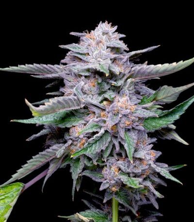 Lemon Cherry Gelato seeds for sale