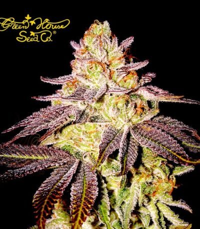 Black Toffee Auto cannabis seeds by Green House Co.