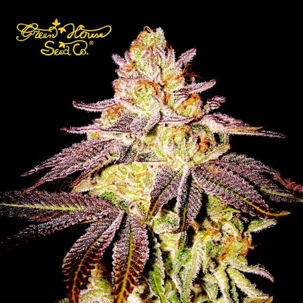 Black Toffee Auto cannabis seeds by Green House Co.