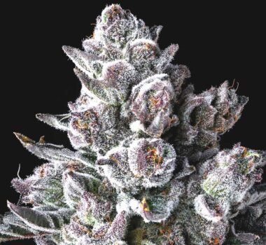 Old Money strain feminized cannabis seeds by Compound Genetics