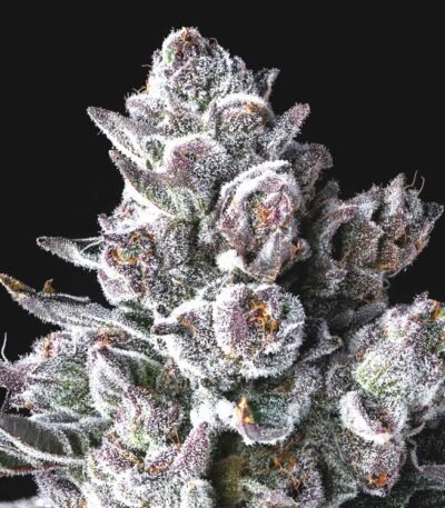 Old Money strain feminized cannabis seeds by Compound Genetics