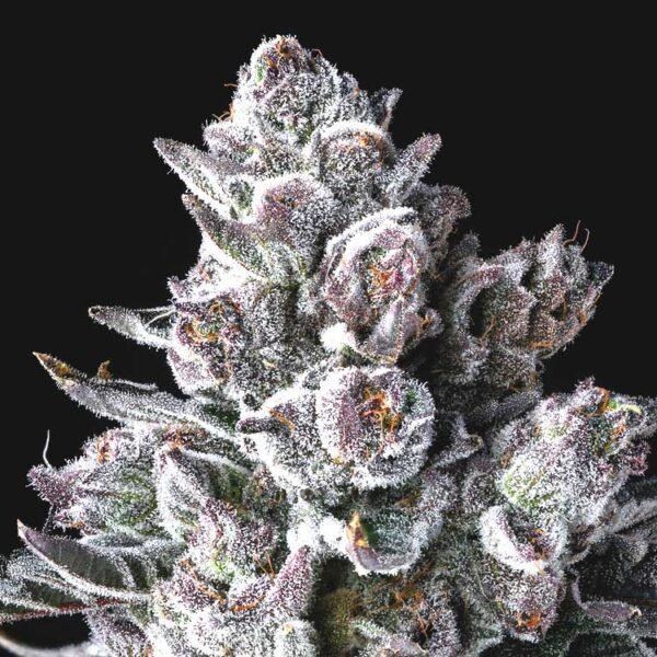 Old Money strain feminized cannabis seeds by Compound Genetics