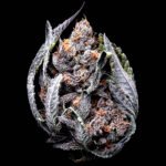 Big Grape Dosa autoflower seeds | Big Mike's Genetics