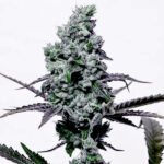 Auto Silverback Mintz autoflower seeds by BigMike's Genetics
