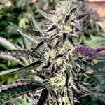 Black Cherry Soap feminized cannabis seeds from BigMike's Genetics.
