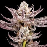 Capricot feminized cannabis seeds