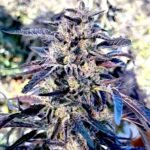Cheetah Cherry Gelato feminized cannabis seeds for sale. Hybrid.