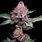 Cheetah Runtz feminized cannabis seeds by Big Mike's Genetics