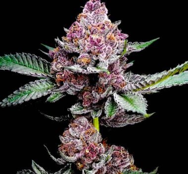 Cheetah Runtz feminized cannabis seeds by Big Mike's Genetics