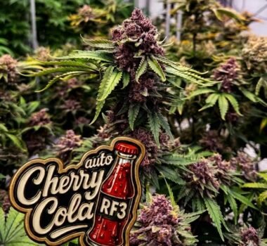 Image of Cherry Cola Auto 88 5 seeds - Gelato Seeds