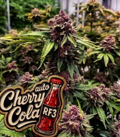 Image of Cherry Cola Auto 88 5 seeds - Gelato Seeds