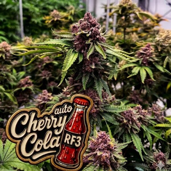 Image of Cherry Cola Auto 88 5 seeds - Gelato Seeds
