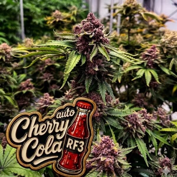Image of Cherry Cola Auto 88 5 seeds - Gelato Seeds