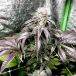 Garlic Storm seeds for sale from In House Genetics