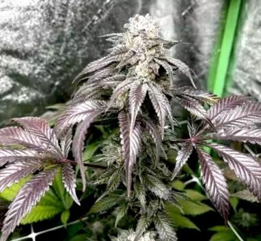 Garlic Storm seeds for sale from In House Genetics