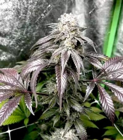 Garlic Storm seeds for sale from In House Genetics