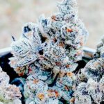Jelly Breath S1 seeds for sale In House Genetics