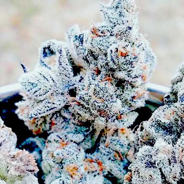 Jelly Breath S1 seeds for sale In House Genetics
