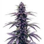 Thumbnail for Key Lime Jack seeds 88 89 90 5 seeds - Gelato Seeds