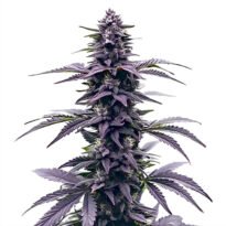 Key Lime Jack feminized cannabis seeds