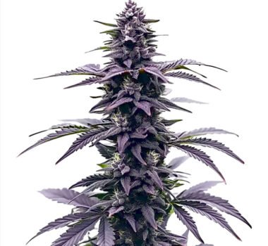 Key Lime Jack feminized cannabis seeds