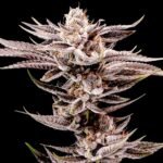 Kifflez feminized cannabis seeds