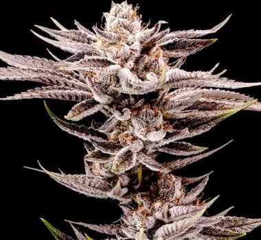 Kifflez feminized cannabis seeds