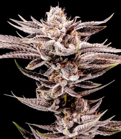 Kifflez feminized cannabis seeds