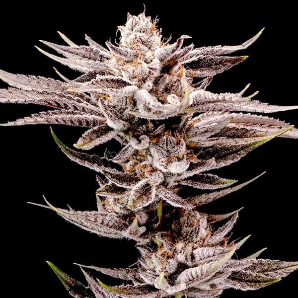 Kifflez feminized cannabis seeds