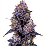 Thumbnail for Lemon Cherry Runtz 88 89 90 5 seeds - Gelato Seeds
