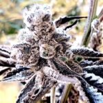 Masterpiece strain seeds In House Genetics