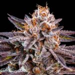 OMG seeds for sale | Ripper Seeds