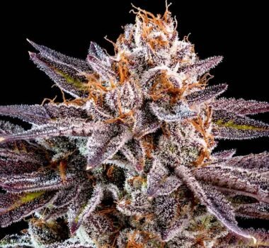 OMG seeds for sale | Ripper Seeds
