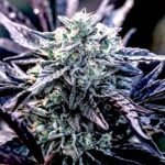 Orelato 41 feminized cannabis seeds - Big MIke's Genetics