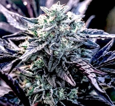 Orelato 41 feminized cannabis seeds - Big MIke's Genetics