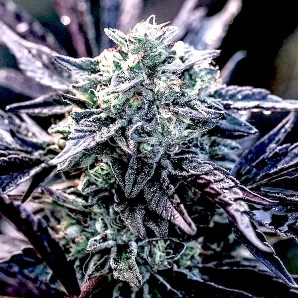 Orelato 41 feminized cannabis seeds - Big MIke's Genetics
