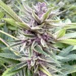 Tropical Cherry Hydrox feminized seeds - Big Mike's Genetics