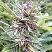Tropical Cherry Hydrox feminized seeds - Big Mike's Genetics