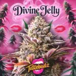 Divine Jelly strain seeds for sale