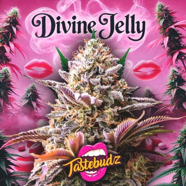 Divine Jelly strain seeds for sale