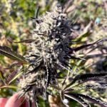 GMOREO seeds feminized